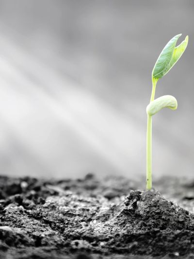 A small green seedling growing in soil with sunlight shining on it.