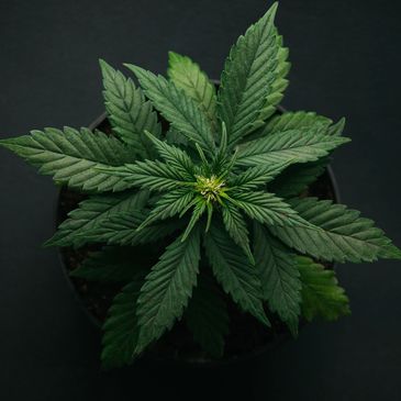 Cannabis plant. 