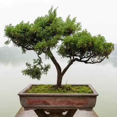A bonsai tree with lush green foliage in a rectangular pot.