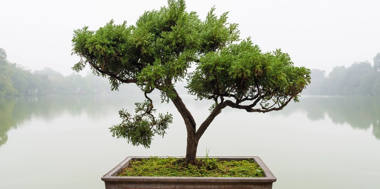 Juniper Bonsai Tree