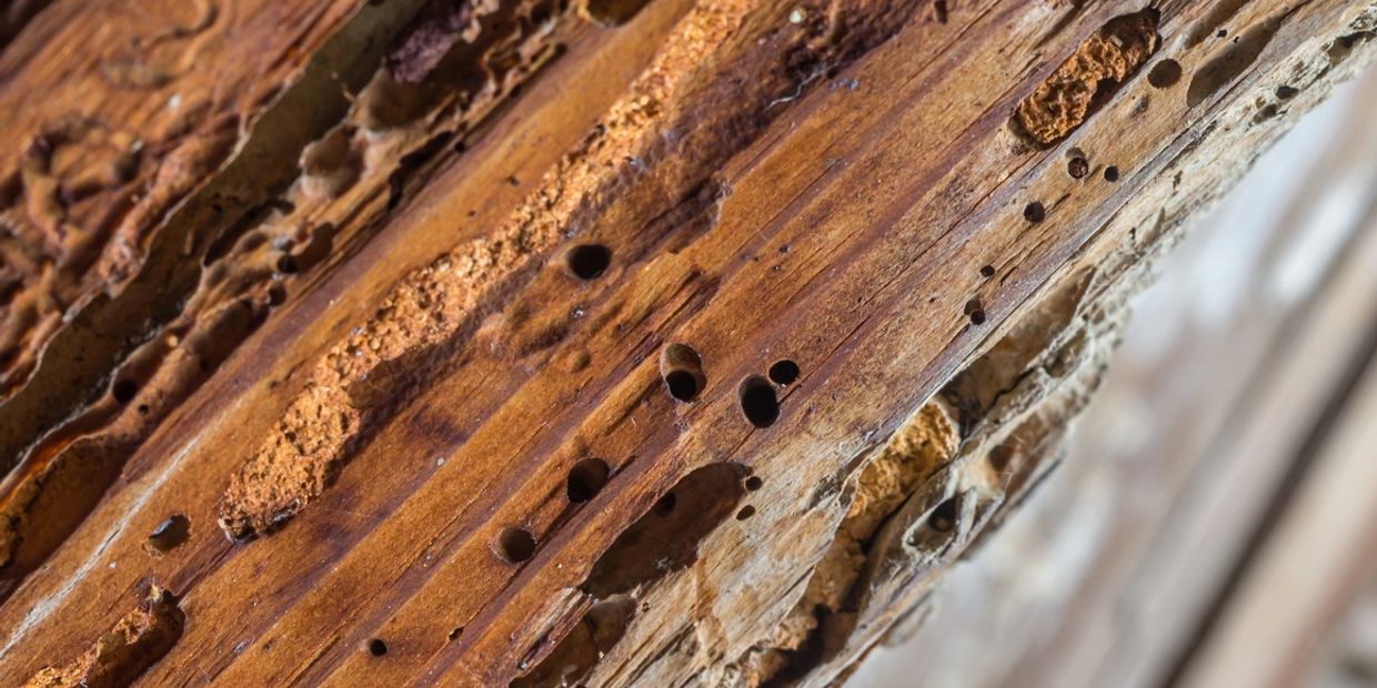 Termite damage. Termite repair. Termite inspections. Wood-destroying insects.