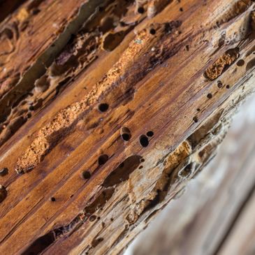 Termites, wood boring beetles, holes in wood