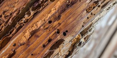 Termite infested wood