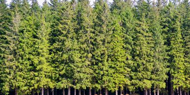 Dense row of tall evergreen trees in a forest.
