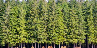 Dense green pine forest with tall trees.
