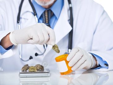 Doctor holding Medical Cannabis and keeping in a container